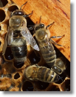 Drohne mit Bienen
