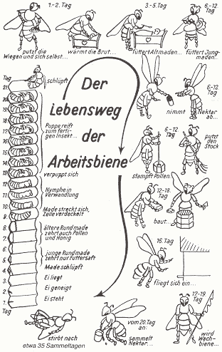 Lebensweg